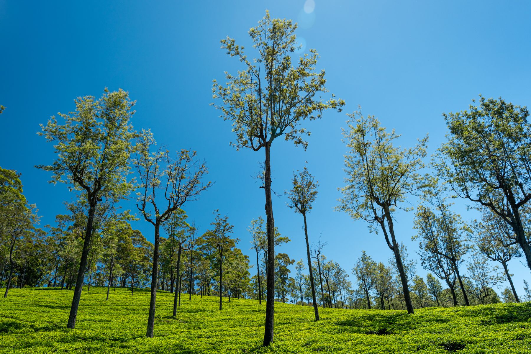 Lush Sri Lankan spice-growing landscape